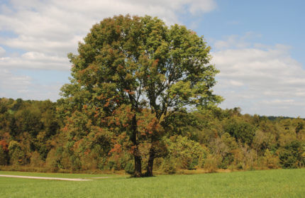 Stroud White Ash