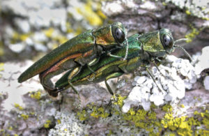 Emerald Ash Borer insect