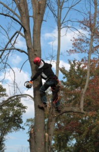 Ash Tree