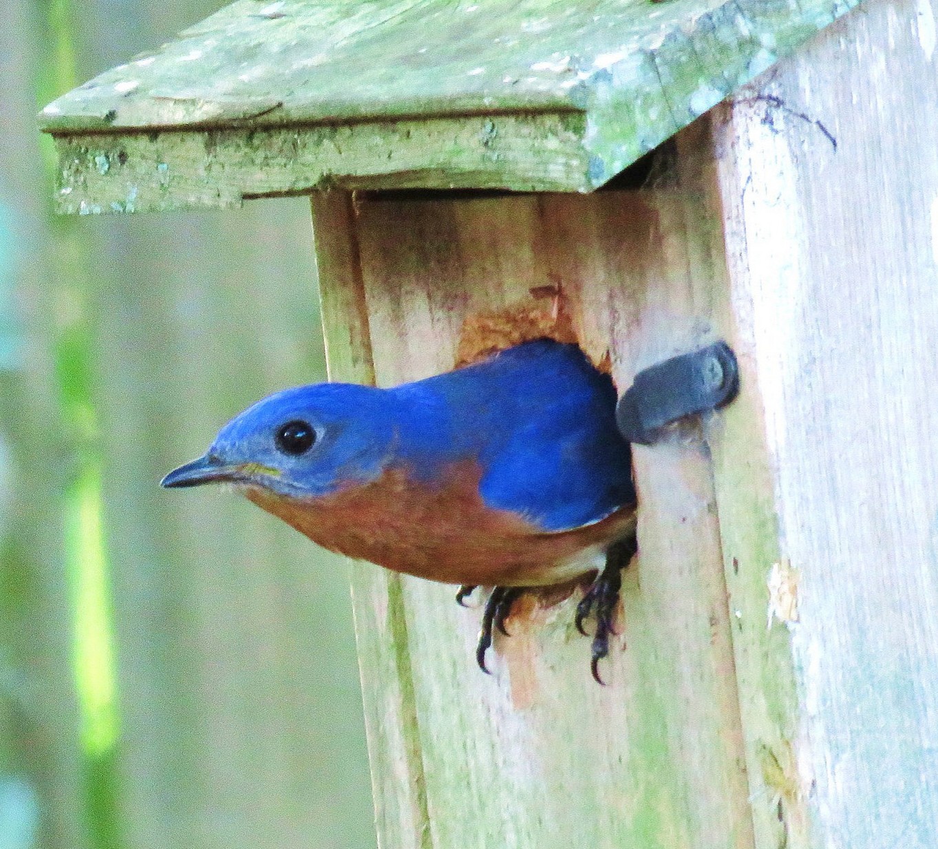 male bluebird 4 - County Lines Online