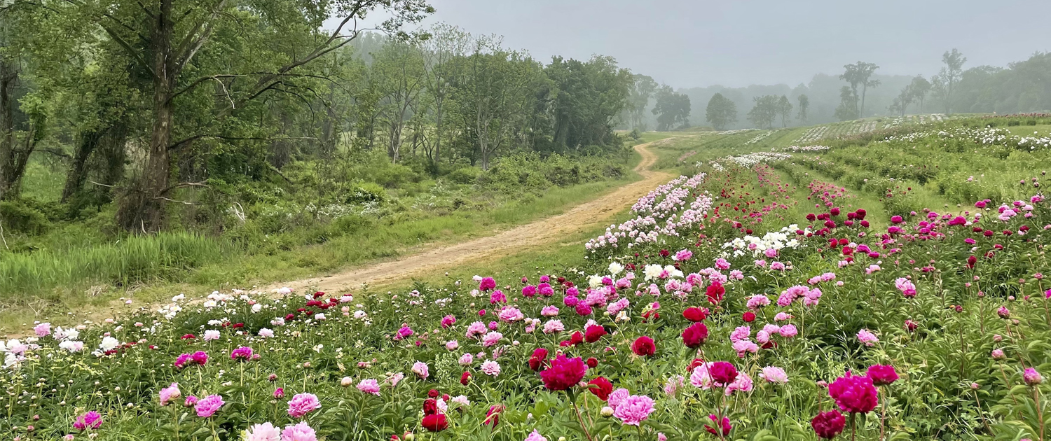 00 Flower Farms slider County Lines Online