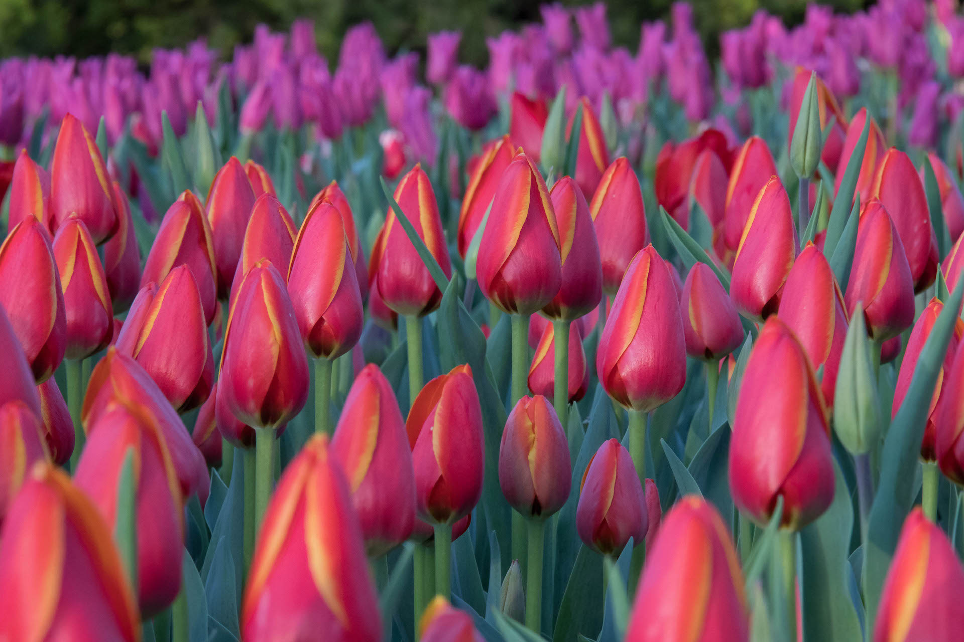 spring bloom 2 County Lines Online