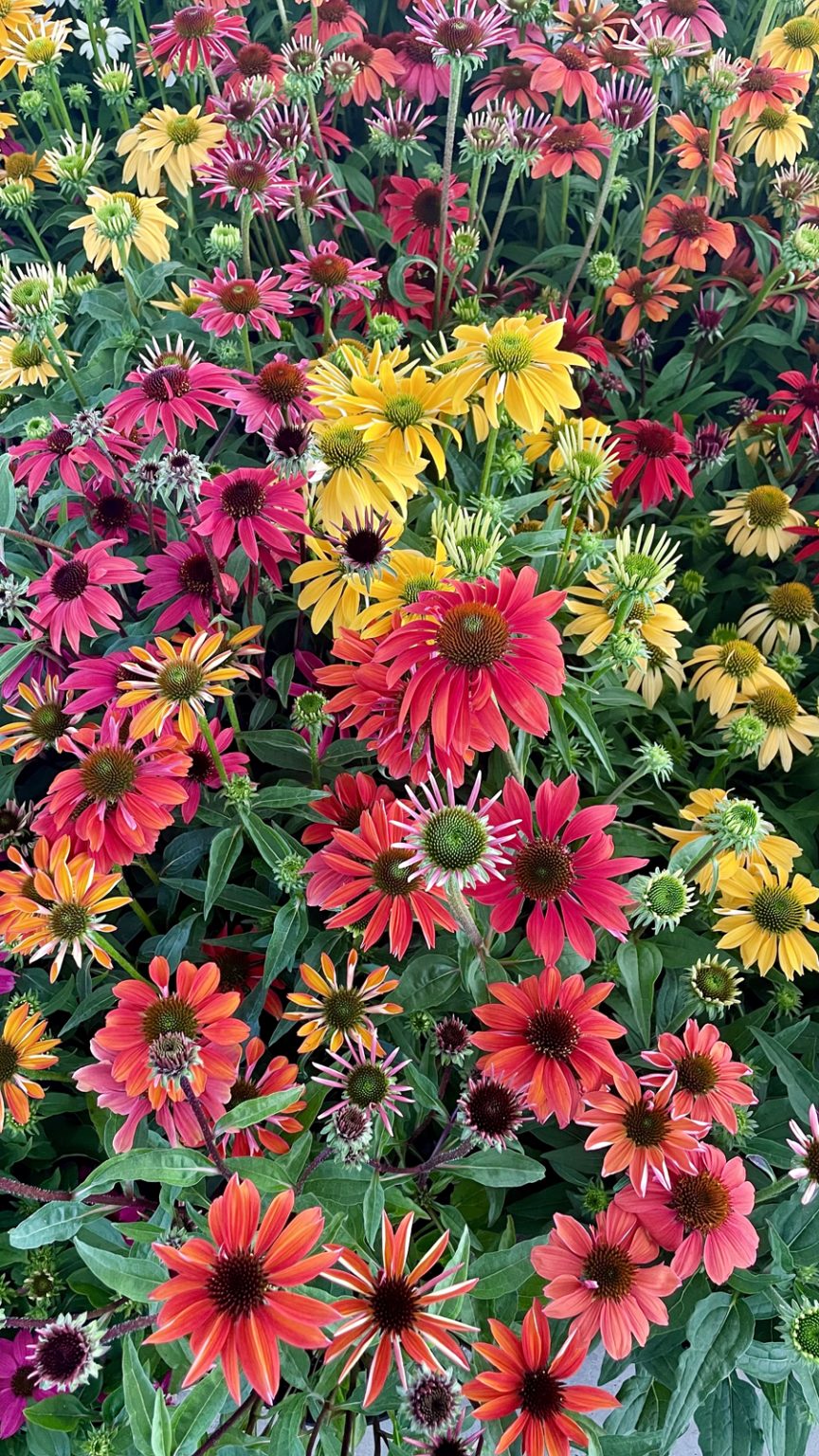 Bloomin' Beautiful County Lines Online