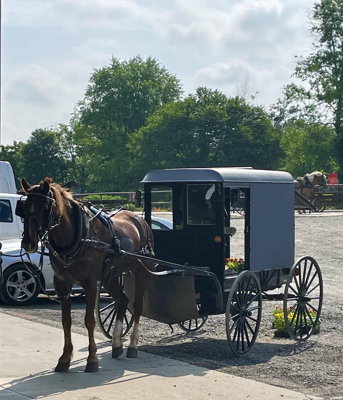 Bloomin' Beautiful County Lines Online