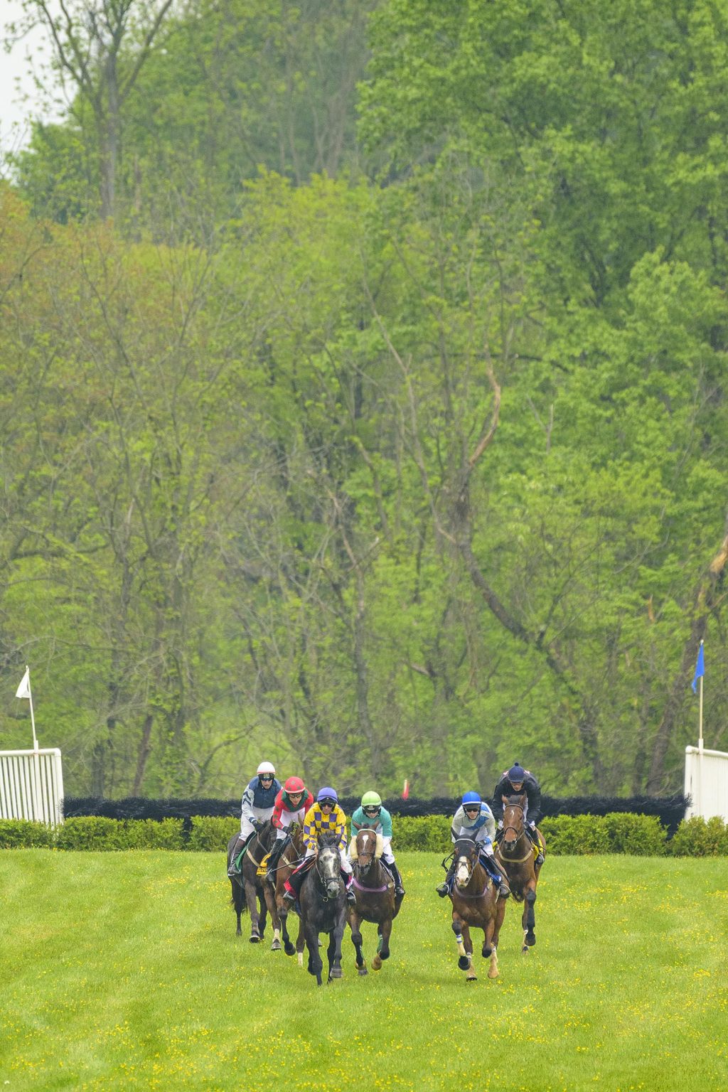 A Milestone Year for Steeplechase Racing County Lines Online