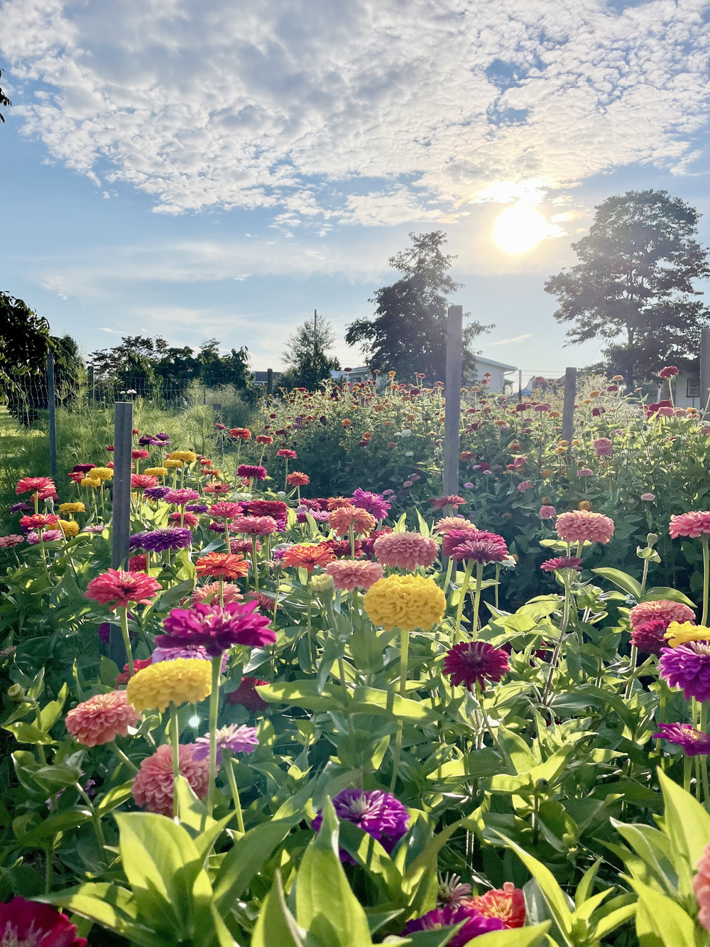 golden hour strawflower farm County Lines Online
