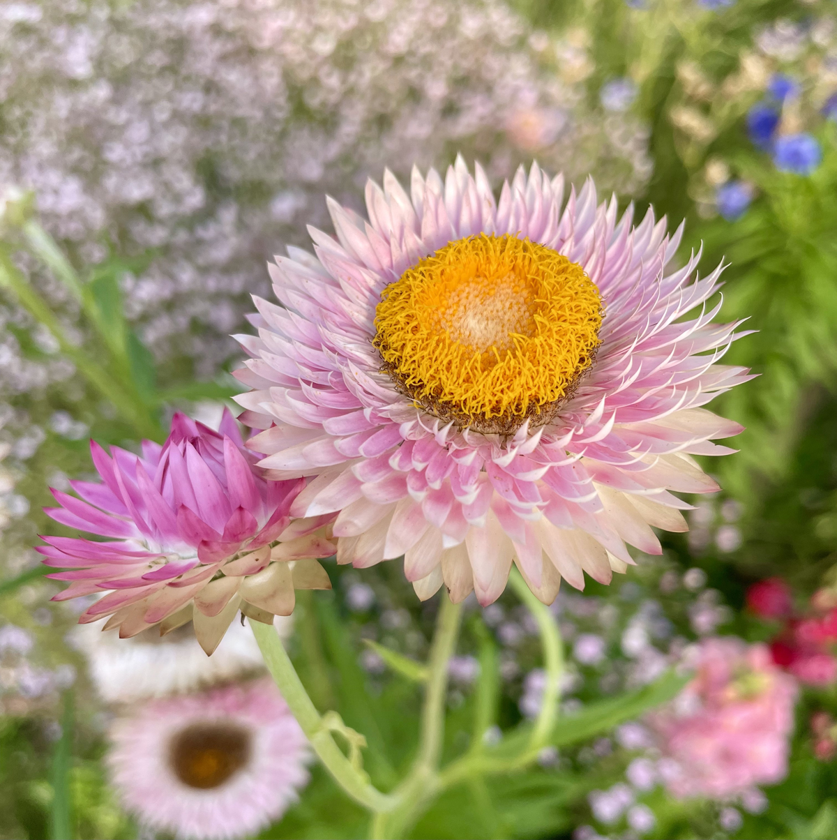 Everything's Coming Up Roses County Lines Online