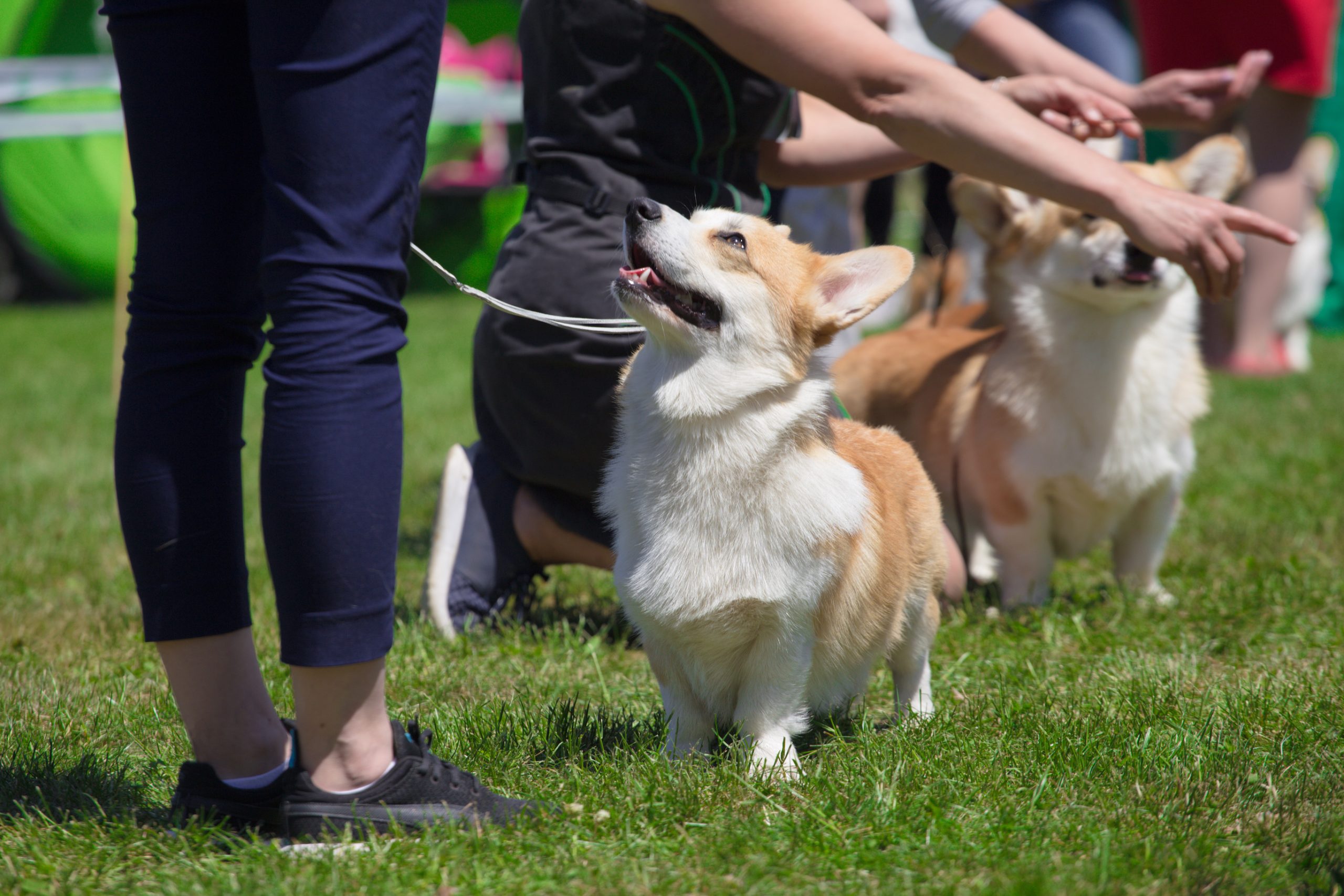 dog show County Lines Online