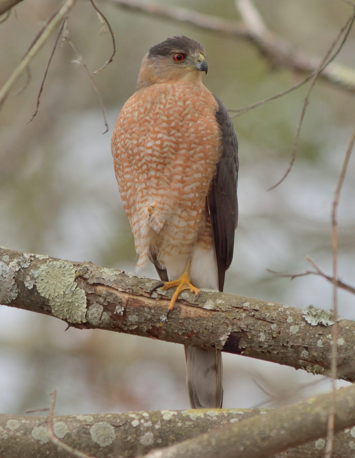 Look! A Hawk! A Kettle of Hawks! County Lines Online