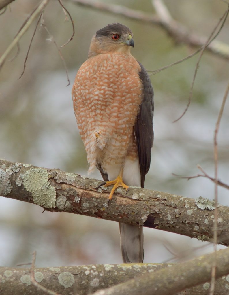 Look! A Hawk! A Kettle of Hawks! - County Lines Online
