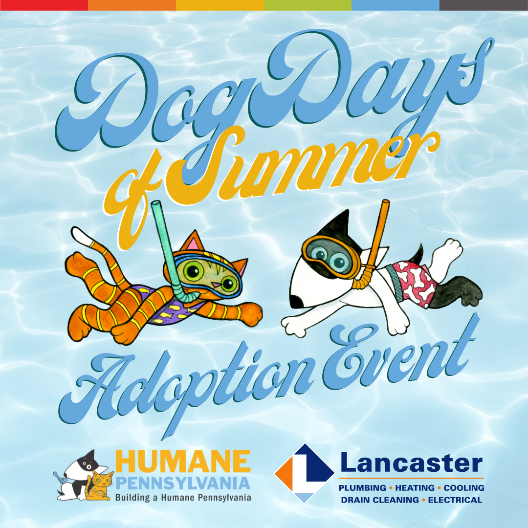 Summer Rescue